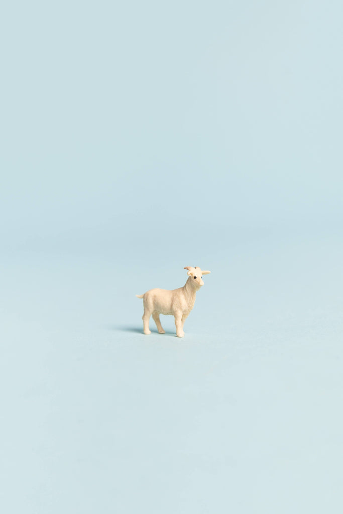 mini goat