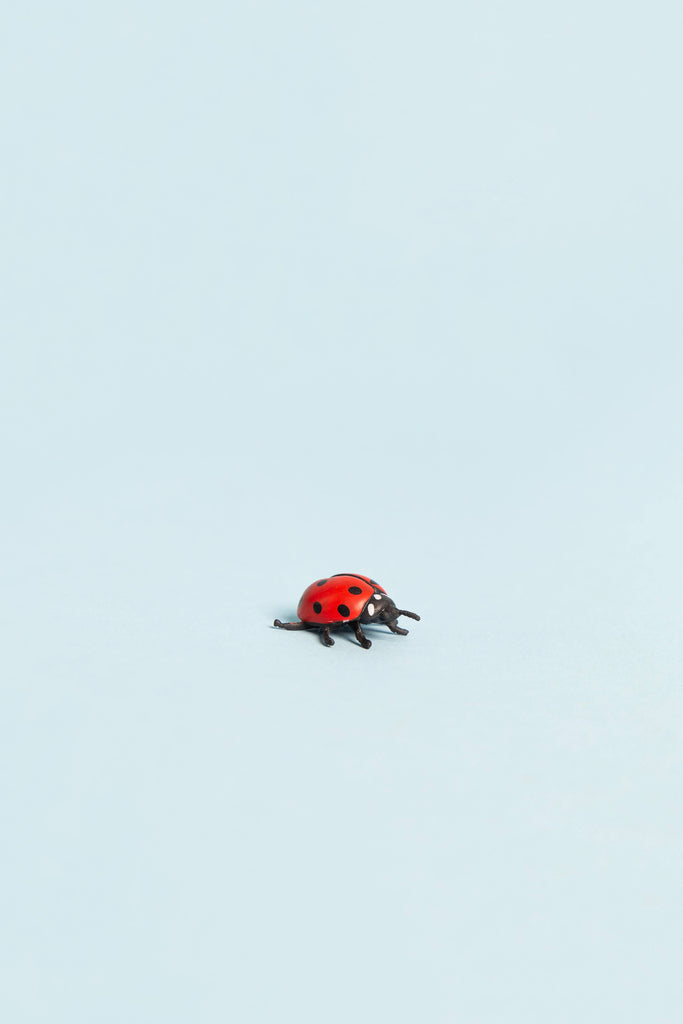 mini ladybug