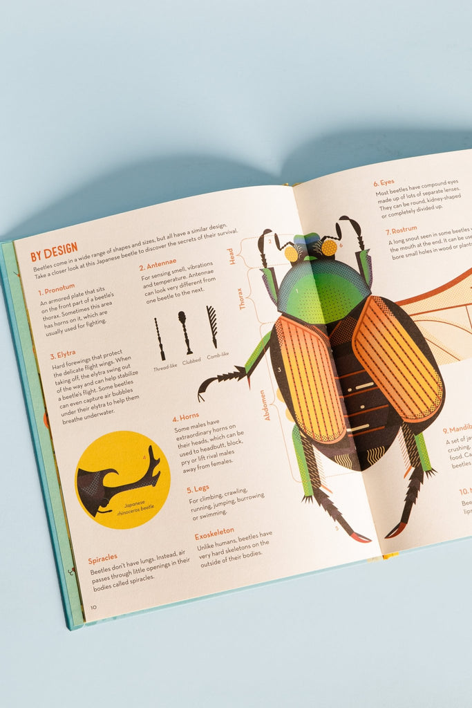 Bonkers About Beetles - Blickenstaffs Toy Store