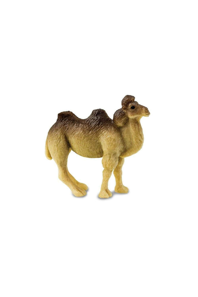 mini camel