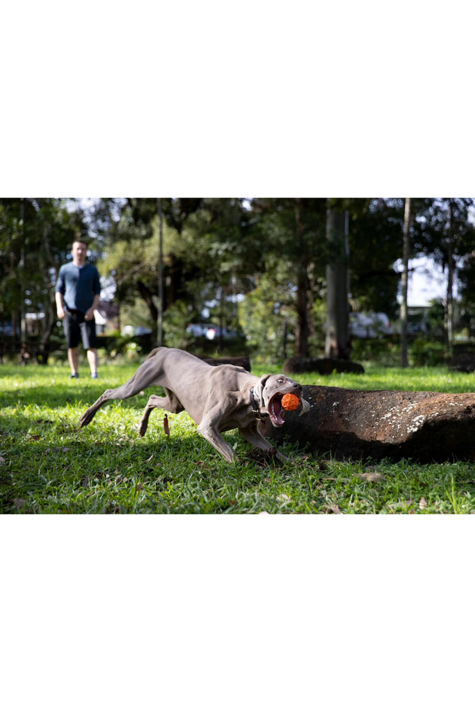 Tailwind Retrieval Dog Ball - Blickenstaffs Toy Store