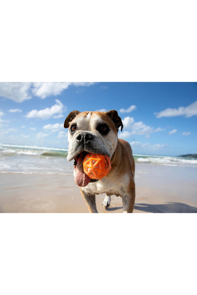 Tailwind Retrieval Dog Ball - Blickenstaffs Toy Store